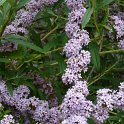 Buddleja alternifolia fleur P2D